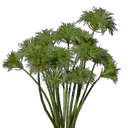 纸莎草幼苗