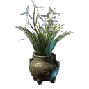 白色兰花