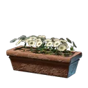 白色鲜花