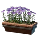 粉色壁花