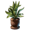 芦荟