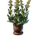 龙胆