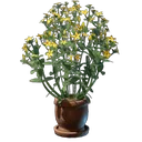 金花植物