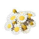 甘菊