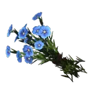 亚麻