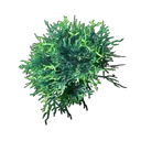 酸性菌丝