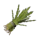 博士茶树