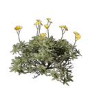 燃火荒原之花