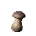 美味牛肝菌幼苗