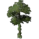 硬木白蜡树幼苗