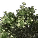 蝶花种子