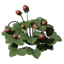 草莓幼苗