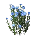 亚麻幼苗