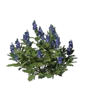 靛青植物幼苗