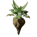 甜菜幼苗