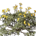 燃火荒原之花的种子