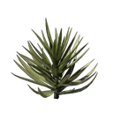 丝兰果树种子