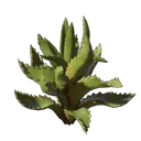 芦荟幼苗