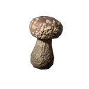 香菇幼苗