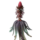 花心果幼苗