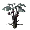 尖刺珍珠幼苗